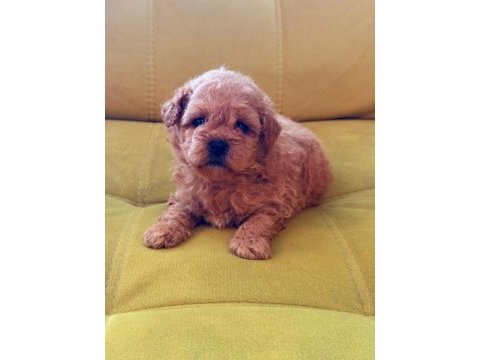 Toy poodle köpeği