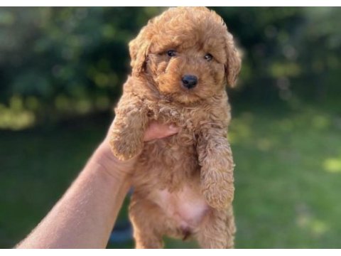 Toy poodle yavrularım 