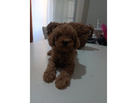 Toy poodle 55 günlük