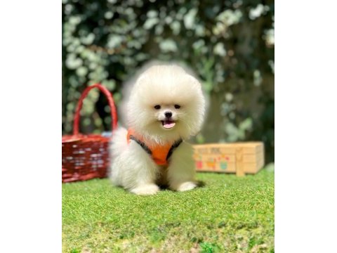 Boo pomeranian peluş ayıcık tip yavrularımız