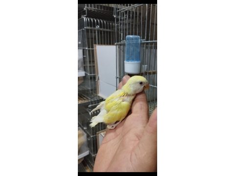 Ele alışkın bebek papağanlar