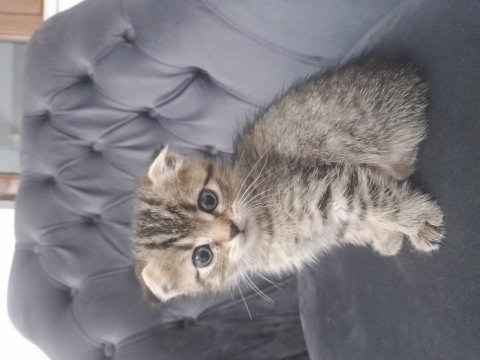 Rezerve açık 50 günlük scottish fold yavrular