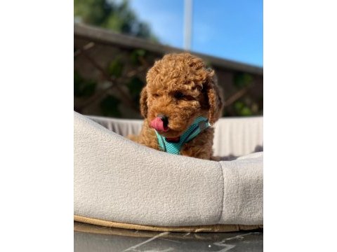 Evinizin yeni neşesi poodle burada