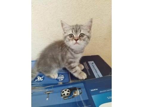 Sahiplendirilmek üzere 5 adet yavrumuz mevcut.