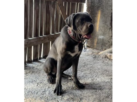 Cane corso blue erkek orjinal eğitimli