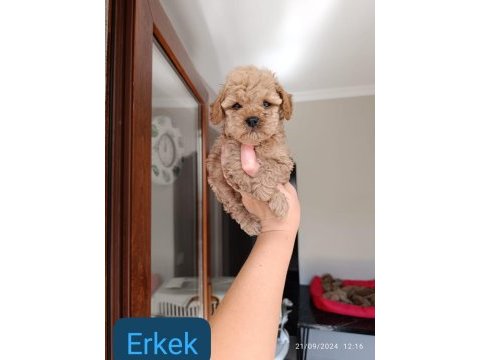 Toy poodle yavrularımız