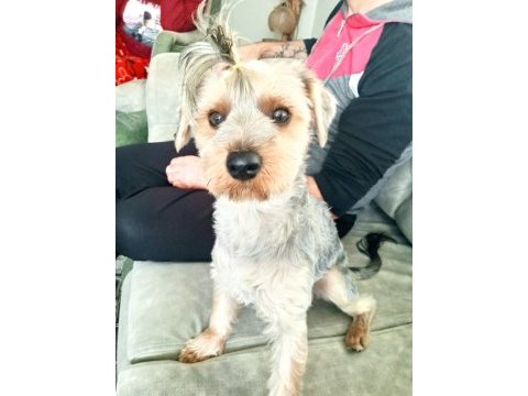 Yorkshire terrier çiftleştirmek