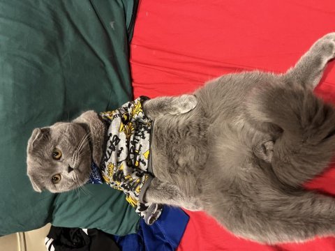 Acil scottish fold kısır değil erkek sahiplendirme