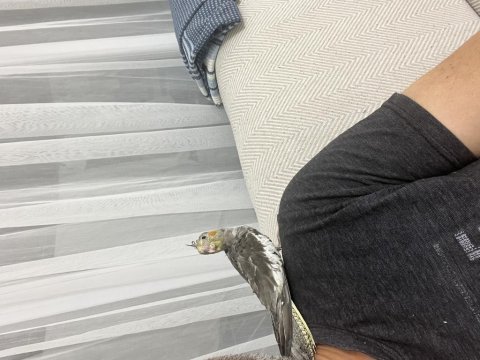 Erkek yavru sultan papağanı