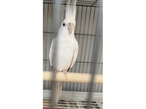 Albino sultan papağanımız