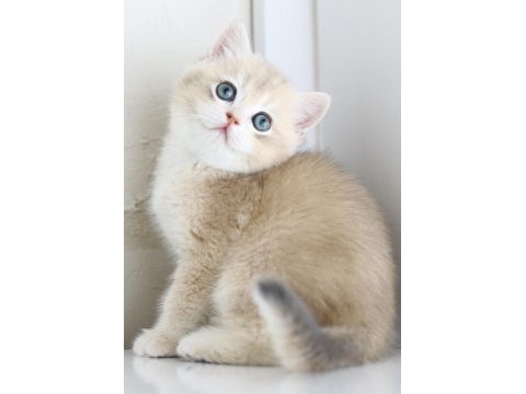 Gülen tontik british shorthair