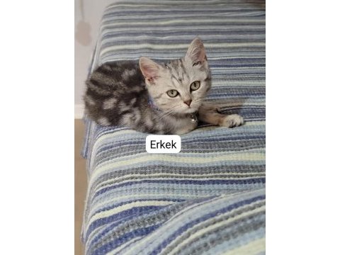 Çok uygun şartlarda british shorthair sahiplendirilecekler