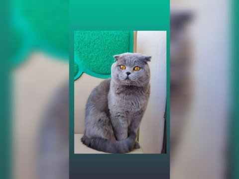 Ev kedisi scottish fold