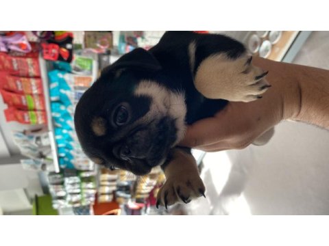 Egzotic pug