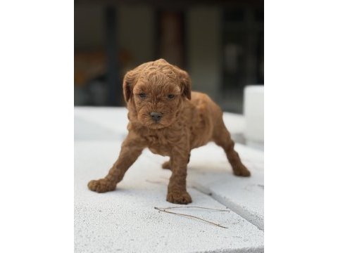 Kore kan toypoodle