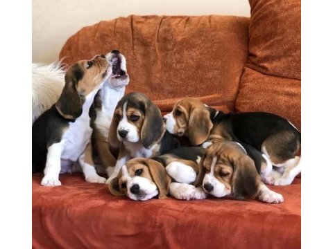 Mükemmel beagle yavrularımız