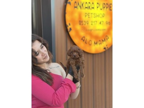 Elit poodle bebekler