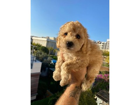 Toy poodle yavru köpekler