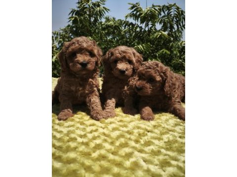 Müthiş kalite poodle yavrularımız