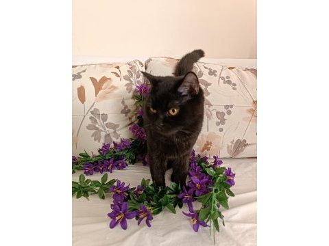 Kehribar göz siyah dişi british shorthair