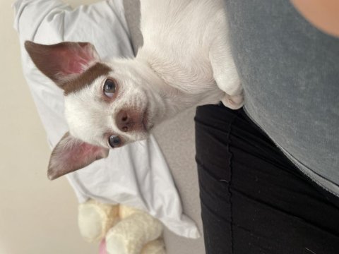 5 aylık oyuncu chihuahua