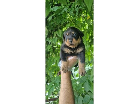 Big rottweiler yavrular
