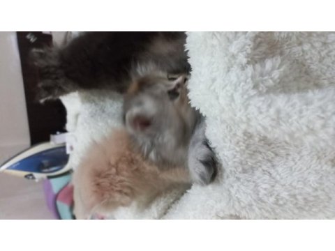 Chinchilla bebeklerimiz evlerini arıyor