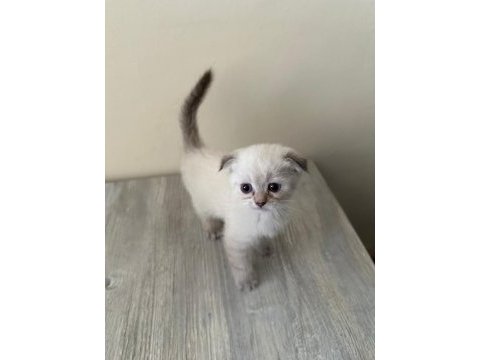 Lynx point scottish fold & straight erke ve dişi 2 aylık