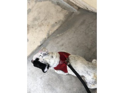 1 yasında french bulldog kızıma yavru arıyoruz