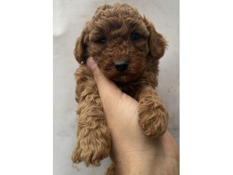 Red toy poodle