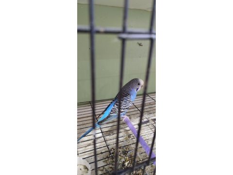 İki yavrusu ile birlikte takım muhabbet kuşu