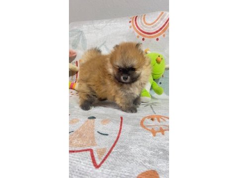 Pomeranian boo nadir güzellikte