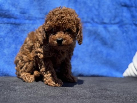 Ankaranın en özel redbrown toy poodle yavruları