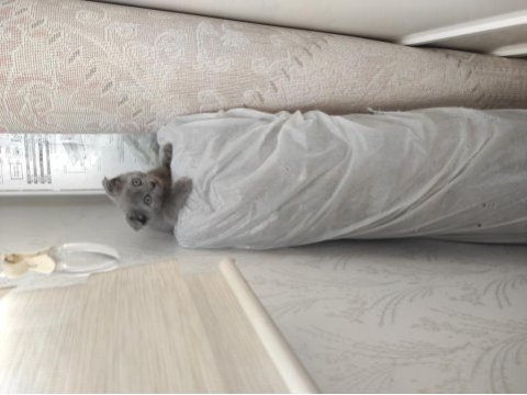 Blue scottish fold yavrular