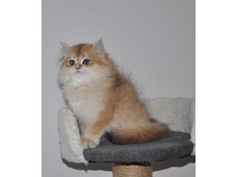 2.5 aylık golden british longhair erkek yavru
