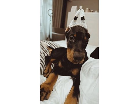 İsteğe özel estetik eğitim bakım destetikli doberman