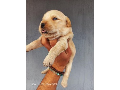 Baby face golden retriever yavrular