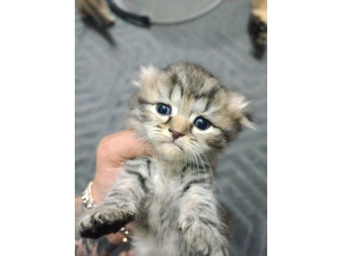 Scottish fold yavrularım annede babada kendi ev kedilerim