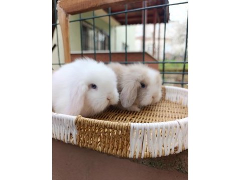 Hollanda teddy lop tavşan yavrular