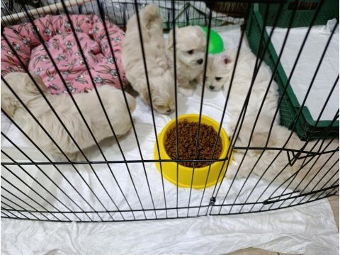 Orjinal ırk garantili maltese terrier bebekler