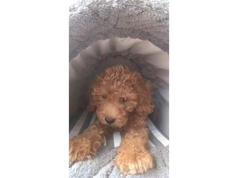 Irk ve sağlık garanti orjinal maltipoo bebeğimiz