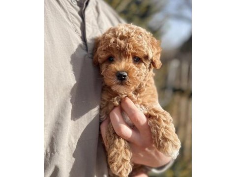 Irk ve sağlık garantili maltipoo yavrular mağazadan