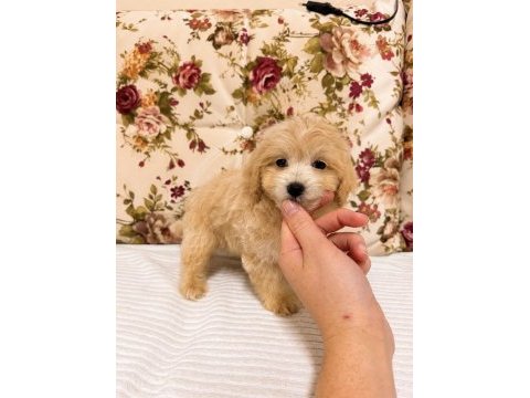 Sütlü kahveli maltipoo mini boy kızımız