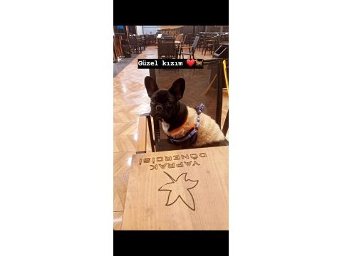 6 aylık dişi french bulldog