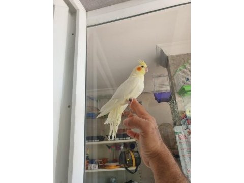 Lutino kırmızı göz sultan papağanı