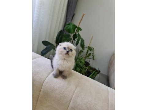 Safkan orjinal blue point scottish fold bebekler