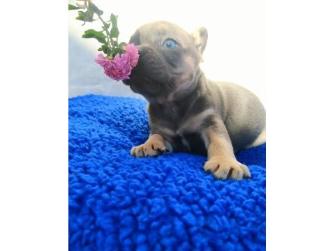 Egzotic french bulldog yavruları izmir