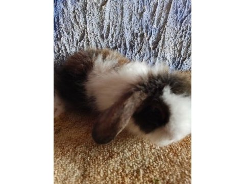 Teddy lop tavşan yavrular mavi göz