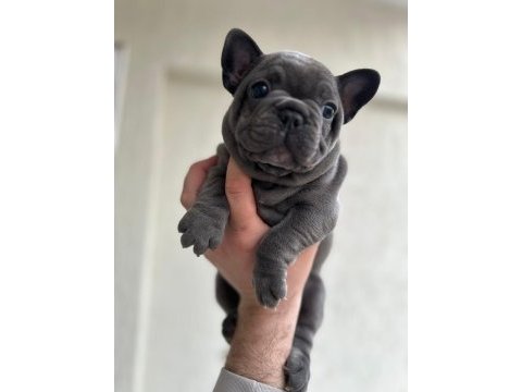 French bulldog ırkının en iyilerinden diyebilirim