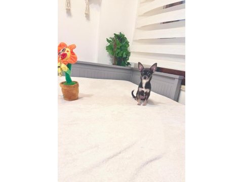 Özel renk fincan boy prenses şivava
